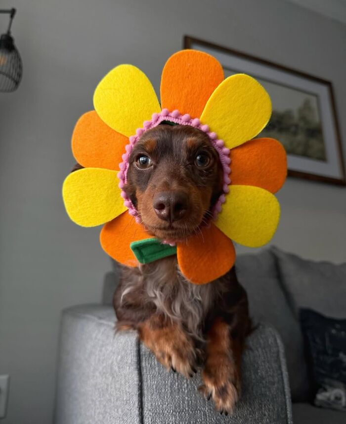 Why Dachshunds Are Basically The Funniest, Cutest Little Dogs Ever