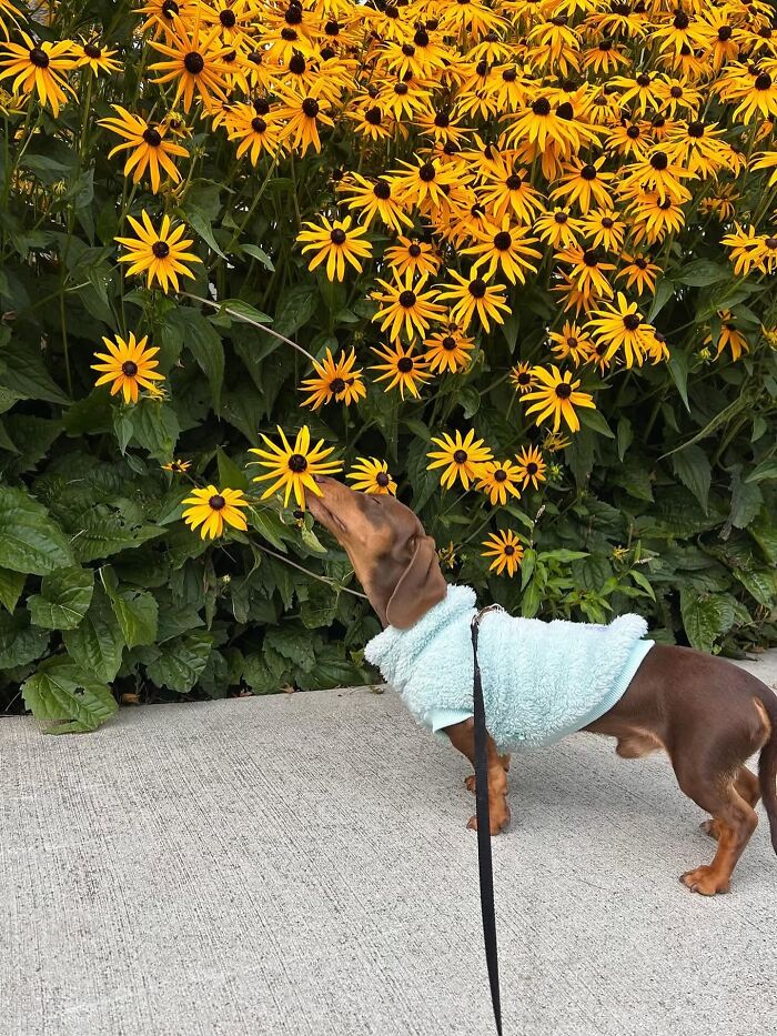 Why Dachshunds Are Basically The Funniest, Cutest Little Dogs Ever