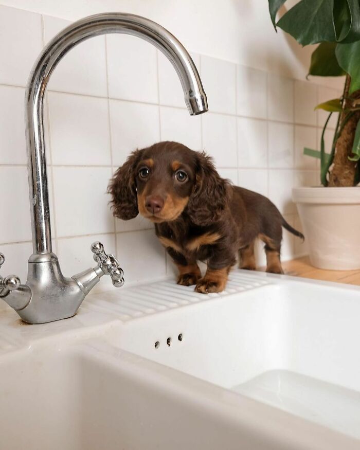 Why Dachshunds Are Basically The Funniest, Cutest Little Dogs Ever