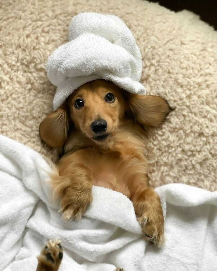 Why Dachshunds Are Basically The Funniest, Cutest Little Dogs Ever