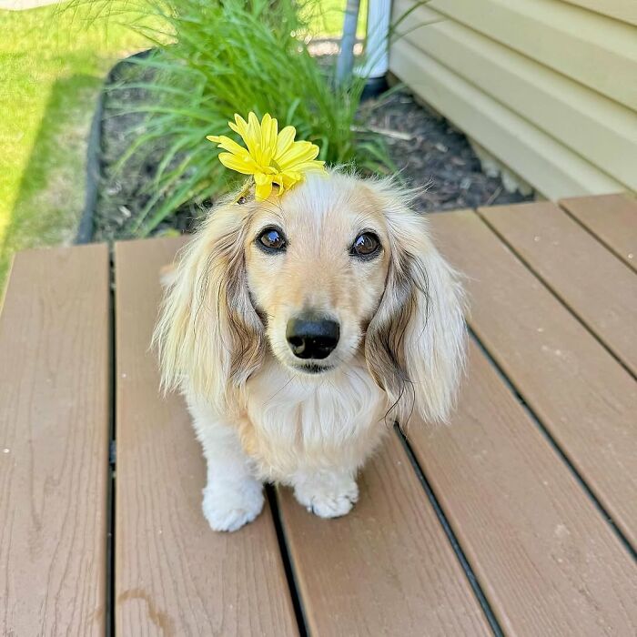 Why Dachshunds Are Basically The Funniest, Cutest Little Dogs Ever