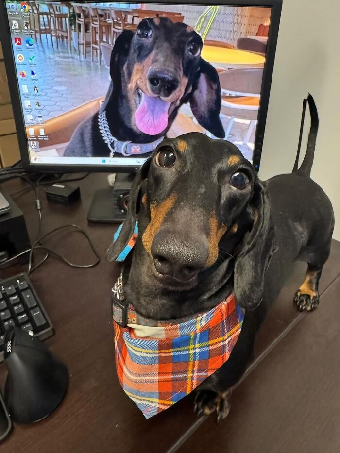 Why Dachshunds Are Basically The Funniest, Cutest Little Dogs Ever