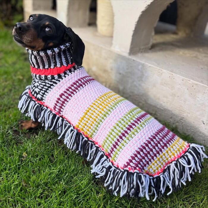 Why Dachshunds Are Basically The Funniest, Cutest Little Dogs Ever