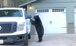 These Animals Totally Think They're Just Like Us