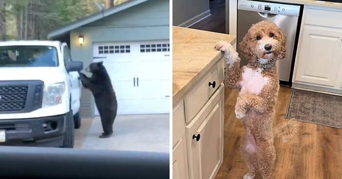 Cat Caught Mid-Shapeshift