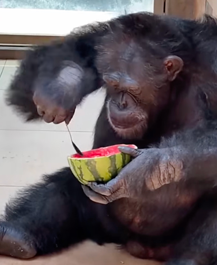 Yuhui the Chimp: The Tidy Roommate