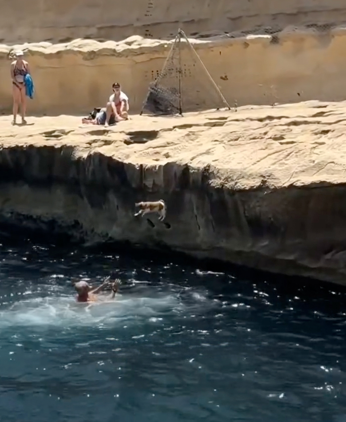 Tina the Diving Jack Russell