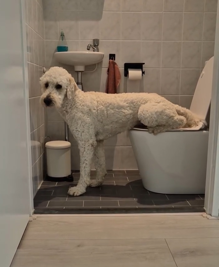 Levi the Labradoodle’s Bathroom Skills