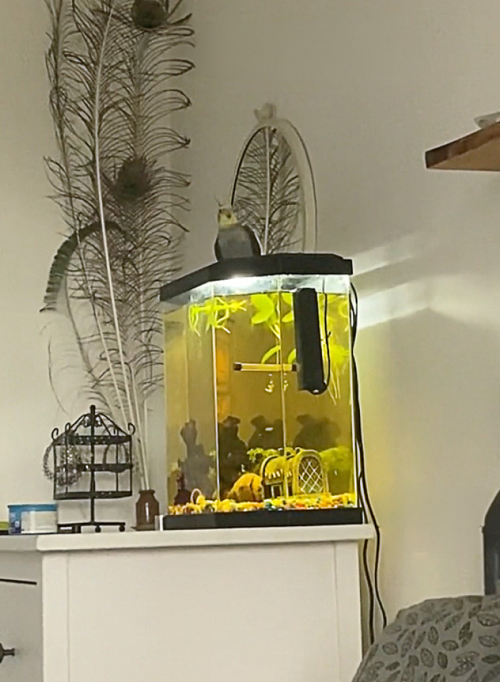 Kiki the Cockatiel’s Morning Concert