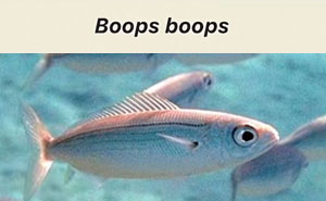 Wait, They Actually Named Animals This?!