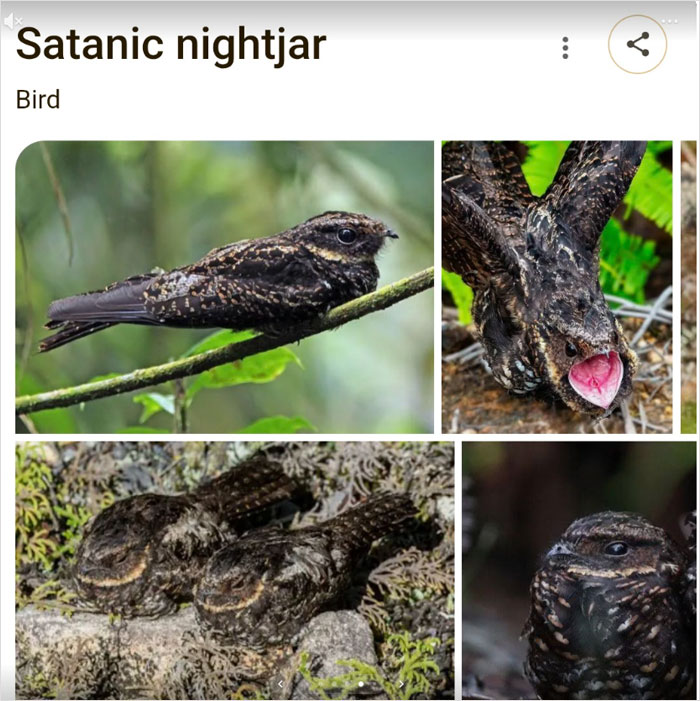 Wait, They Actually Named Animals This?!