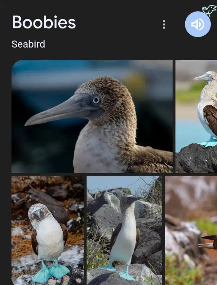 Wait, They Actually Named Animals This?!