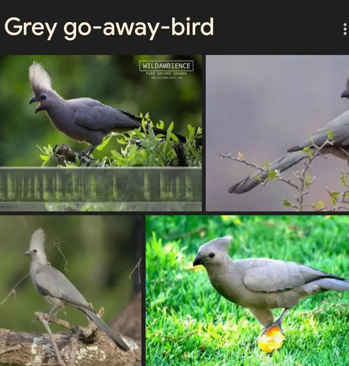 Wait, They Actually Named Animals This?!