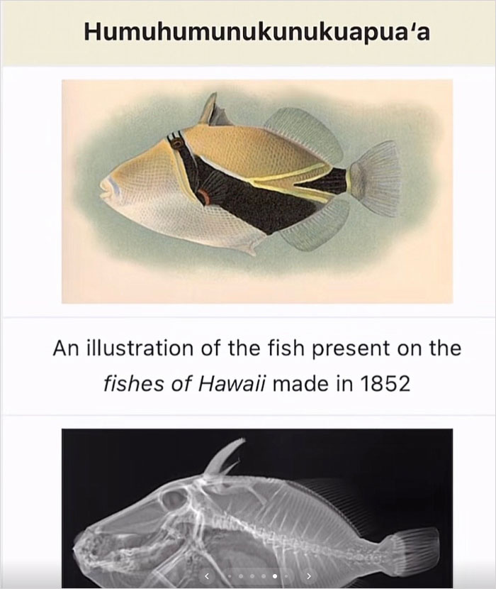 Wait, They Actually Named Animals This?!