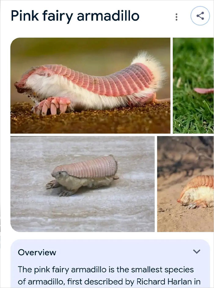 Wait, They Actually Named Animals This?!