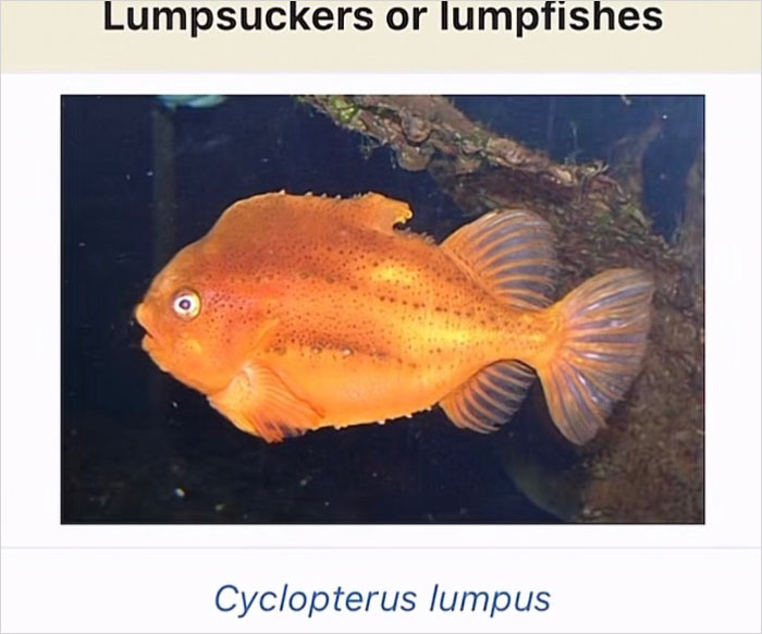 Wait, They Actually Named Animals This?!