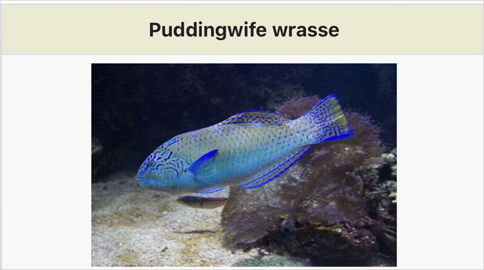 Wait, They Actually Named Animals This?!