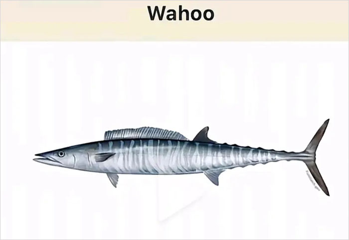 Wait, They Actually Named Animals This?!