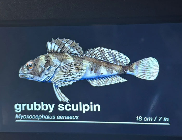 Wait, They Actually Named Animals This?!