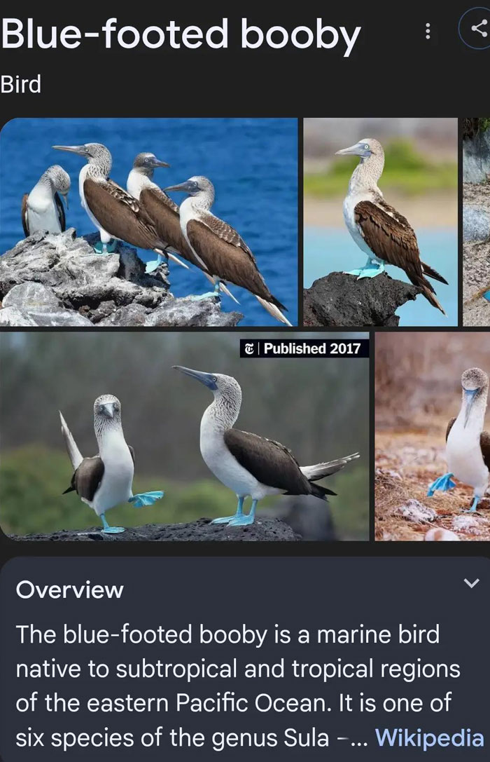 Wait, They Actually Named Animals This?!