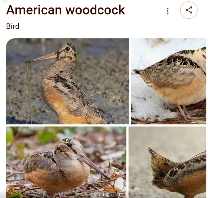 Wait, They Actually Named Animals This?!