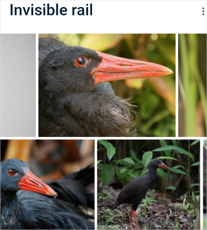 Wait, They Actually Named Animals This?!