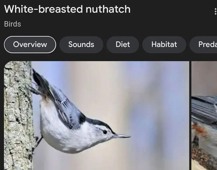 Wait, They Actually Named Animals This?!