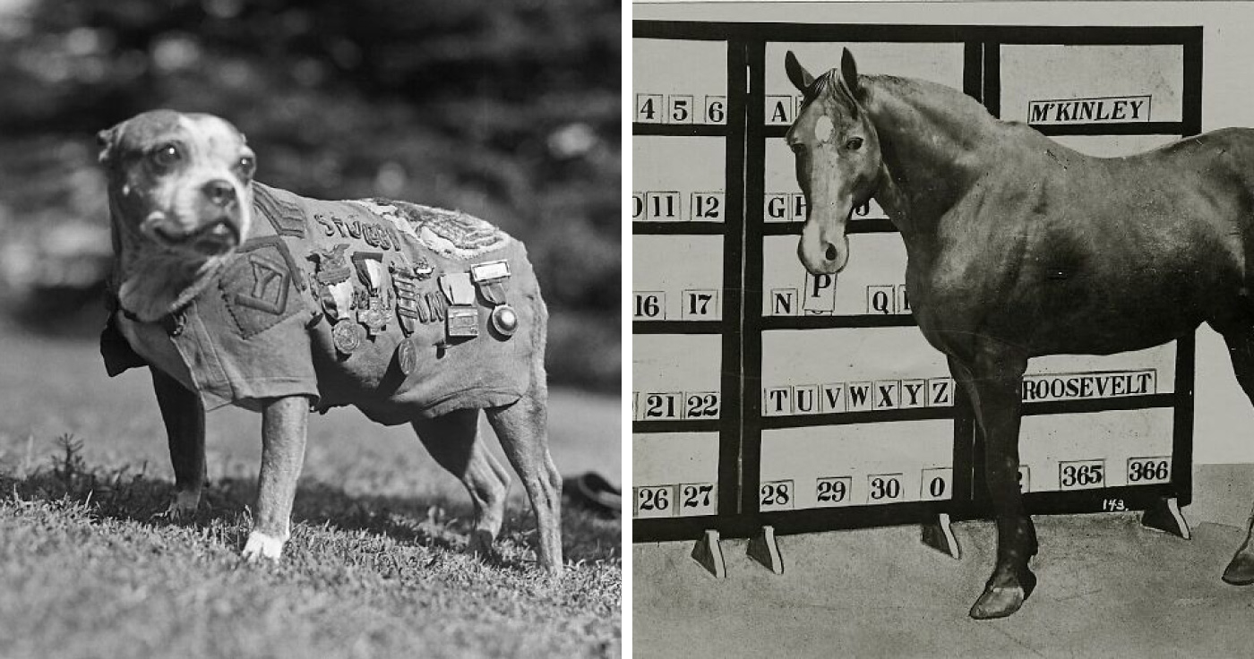These Working Pets Had Jobs Before It Was Cool (14 Vintage Pics)