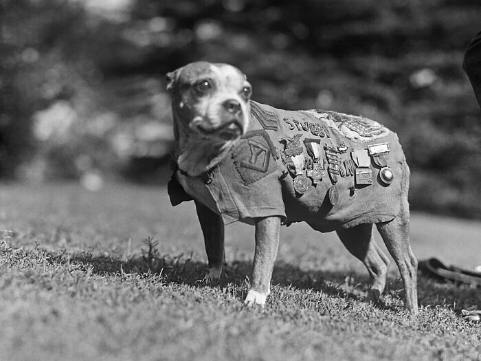Sergeant Stubby - The Dog Who Fought Battles and Won Hearts