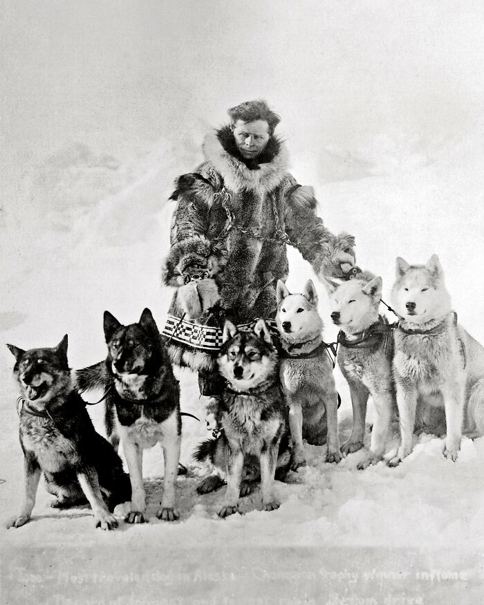 Togo The Sled Dog - The Underdog Hero of Alaska