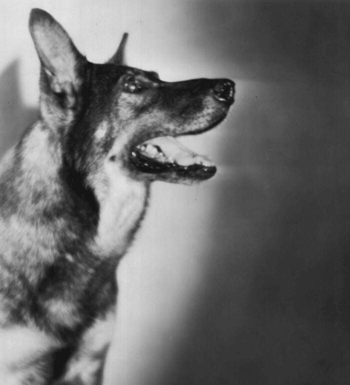Rin Tin Tin - Hollywood’s Top Dog Star