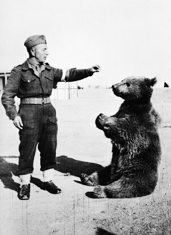 Wojtek - The Bear Who Carried Ammo Like a Boss
