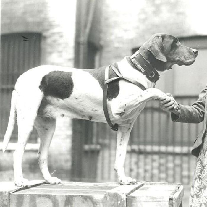 Judy - The Navy Dog Who Barked on Live Radio