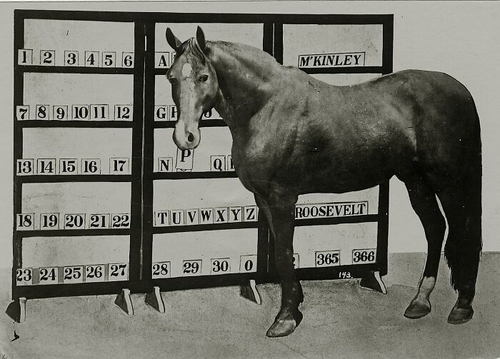 Beautiful Jim Key - The Horse Who Could Do Math