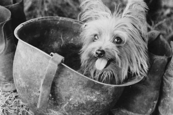 Smoky - The Tiny Dog with a Giant War Record