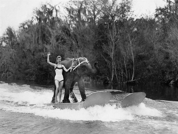 Queenie - The Elephant That Waterskied Like a Pro