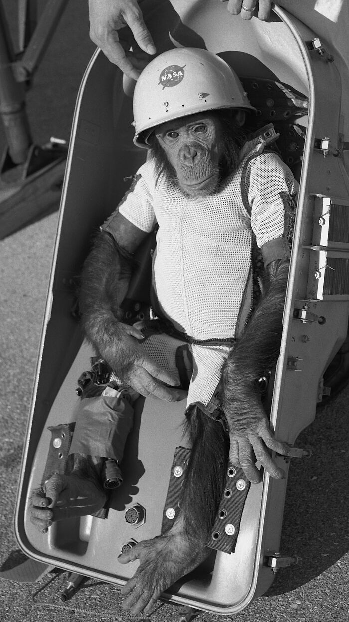 Albert II - The Space Monkey Who Made History