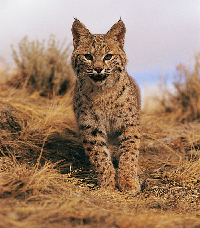 Wait, They Actually Lived These Unbelievable Stories?!