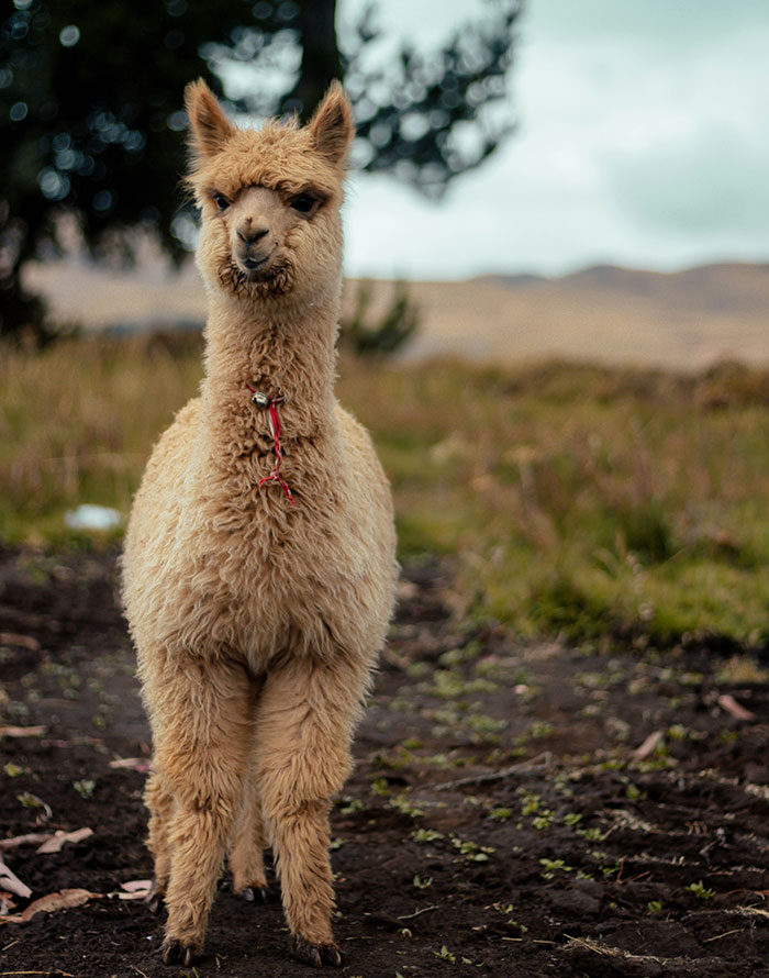 Wait, They Actually Lived These Unbelievable Stories?!