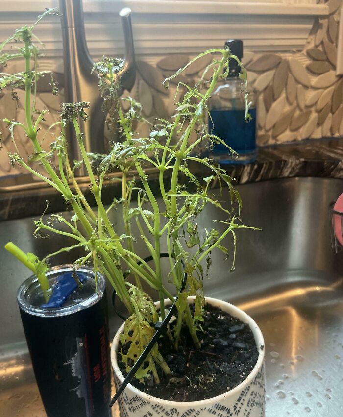 Wait, They Actually Did That?! 64 Hilariously Unhinged In-Law Moments