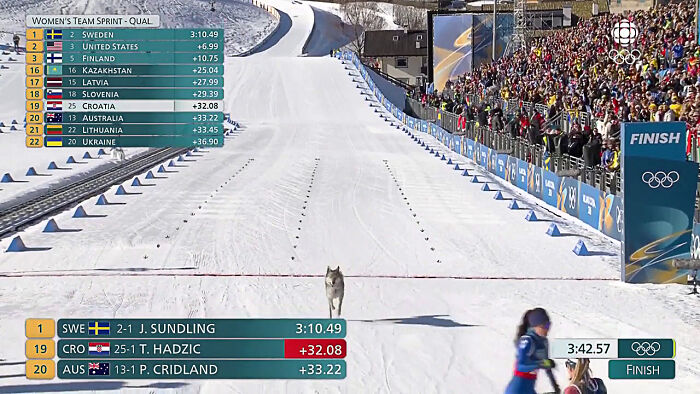 When a Wolfdog Crashed the Women’s Cross-Country Ski Race