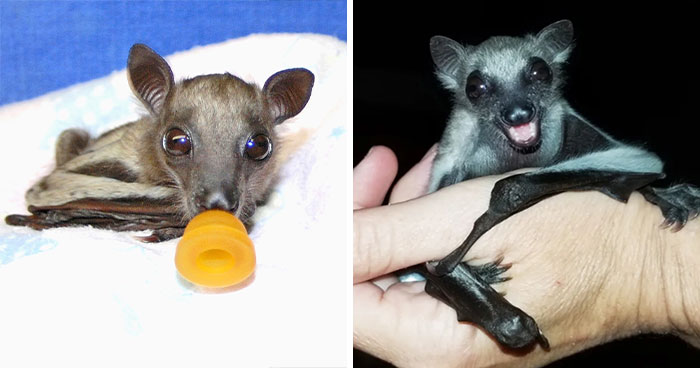 Wait, These Bat Pics Will Totally Flip Your Idea of Bats!