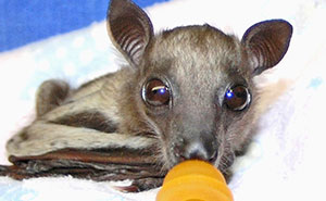 Wait, These Bat Pics Will Totally Flip Your Idea of Bats!