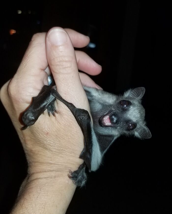 Wait, These Bat Pics Will Totally Flip Your Idea of Bats!