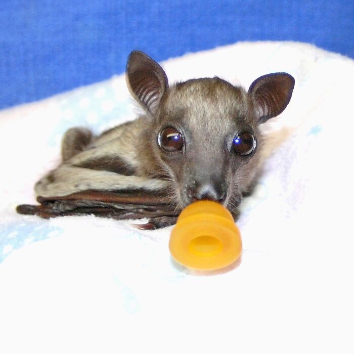 Wait, These Bat Pics Will Totally Flip Your Idea of Bats!