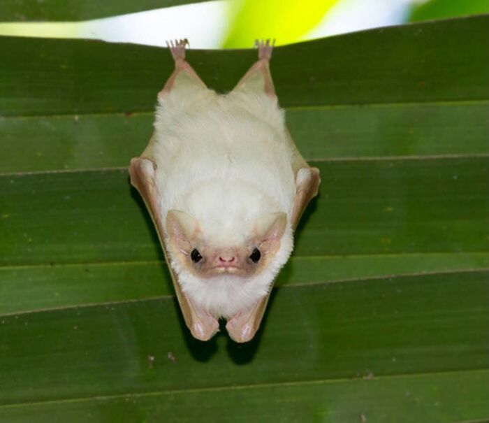 Wait, These Bat Pics Will Totally Flip Your Idea of Bats!