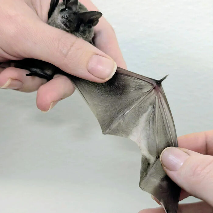 Wait, These Bat Pics Will Totally Flip Your Idea of Bats!