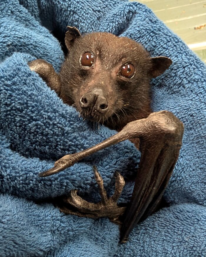 Wait, These Bat Pics Will Totally Flip Your Idea of Bats!