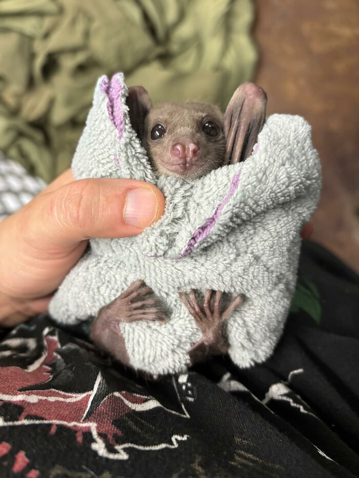 Wait, These Bat Pics Will Totally Flip Your Idea of Bats!