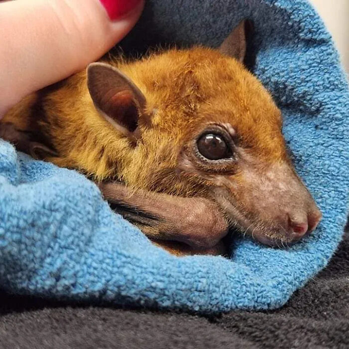 Wait, These Bat Pics Will Totally Flip Your Idea of Bats!